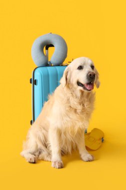 Beyaz sevimli Labrador köpeği, bavulu ve sarı arka planda seyahat yastığı.