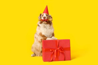 Şirin Avustralyalı çoban köpeği, parti şapkası takmış, kemik muamelesi yapıyor ve sarı arka planda doğum gününü kutluyor.