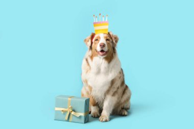 Saç bandı şeklinde şirin Avustralya çoban köpeği ve mavi arka planda hediye kutusu.