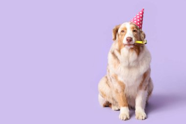 Parti şapkalı şirin Avustralyalı çoban köpeği leylak arka planda doğum gününü kutluyor.