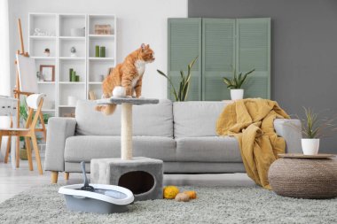 Evdeki çöp kutusuyla kazıma direğindeki sevimli kedi.
