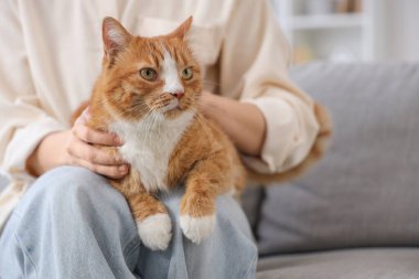 Evdeki kanepede oturan tatlı kırmızı kedili genç kadın, yakın plan.