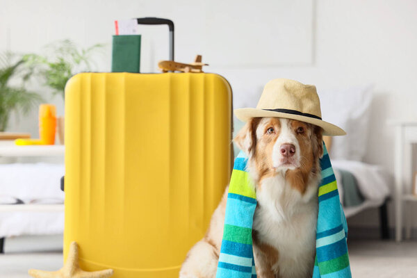 Cute Australian Shepherd dog with hat and suitcase in bedroom. Travel concept