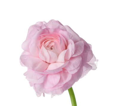 Beyaz arka planda güzel pembe ranunculus çiçeği