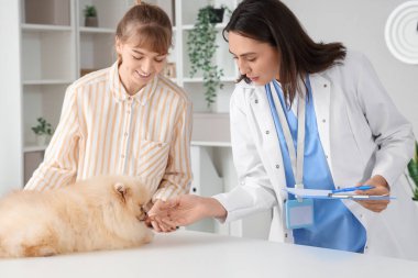 Sahibi, Pomeranian köpeğini klinikteki veteriner randevusuna getirmiş.