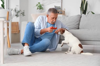 Olgun bir adam evde Jack Russell Terrier 'la oynuyor.