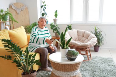 Kıdemli bahçıvan evde bitki yaprağı kesiyor.