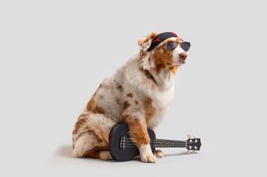 Gri arka planda bandanalı, güneş gözlüklü ve gitarlı şirin Avustralya çoban köpeği.