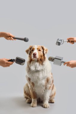 Cute Australian Shepherd dog surrounded by microphones on grey background