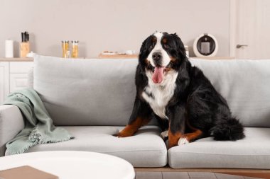 Oturma odasındaki kanepede oturan sevimli tüylü köpek.