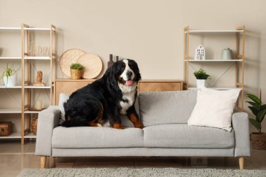 Evdeki kanepede oturan sevimli Bernese dağ köpeği.