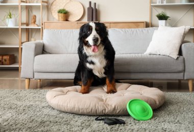Tatlı Bernese dağ köpeği frizbi ve kurşunla evde oturuyor.