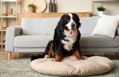 Tatlı Bernese dağ köpeği evde oturuyor.