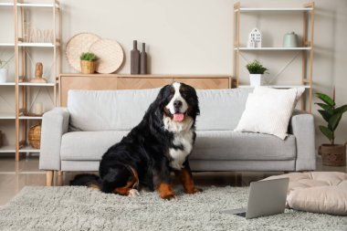 Evde dizüstü bilgisayarı olan sevimli Bernese dağ köpeği.