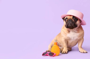 Güneş kremi, şapka ve güneş gözlüğü ile leylak arka planda şirin bir Fransız bulldog 'u.