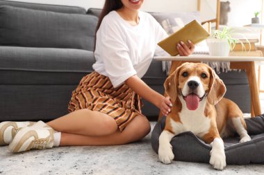 Genç bir kadın kitap okuyor ve oturma odasında yerde sevimli bir Beagle köpeği okşuyor.