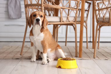 Tatlı Beagle köpeği kasenin yanında ve mutfakta kuru yiyecek var.