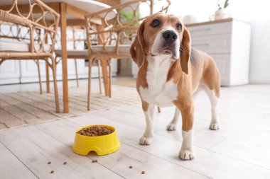 Tatlı Beagle köpeği kasenin yanında ve mutfakta kuru yiyecek var.