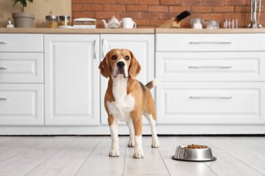 Mutfakta kuru yemekle kasenin yanında sevimli Beagle köpeği.