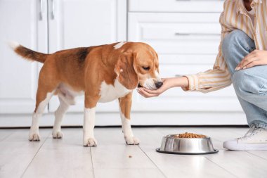 Sevimli Beagle köpeğini tabağın yanında kuru yiyecekle besleyen bir kadın.