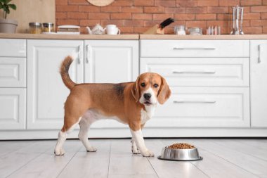 Mutfakta kuru yemekle kasenin yanında sevimli Beagle köpeği.