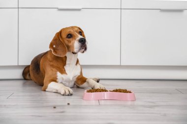 Sevimli Beagle köpeği evde kuru yiyeceklerle kasenin yanında yatıyor.