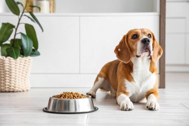 Tatlı Beagle köpeği evde kuru yiyeceklerle kasenin yanında yatıyor.