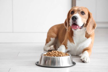 Tatlı Beagle köpeği evde kuru yiyeceklerle kasenin yanında yatıyor.