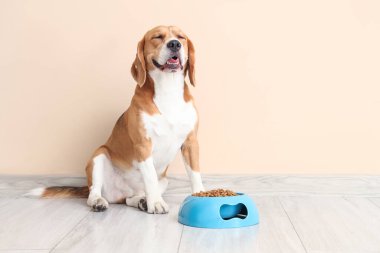 Sevimli Beagle köpeği evde bej duvarın yanında bir kase kuru yemekle oturuyor.