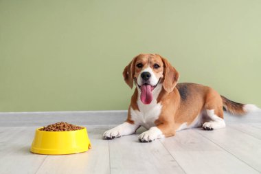 Sevimli Beagle köpeği evde yeşil duvarın yanında kuru yiyeceklerle yatıyor.