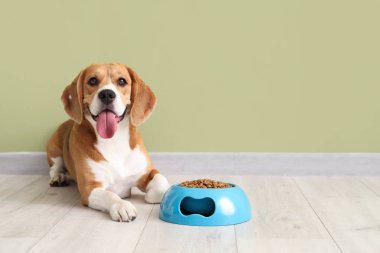 Sevimli Beagle köpeği evde yeşil duvarın yanında kuru yiyeceklerle yatıyor.