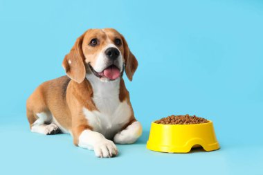 Tatlı Beagle köpeği mavi arka planda bir kase kuru yemekle yatıyor.