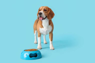 Tatlı Beagle köpeği kasenin yanında, mavi arka planda kuru yiyecekler var.