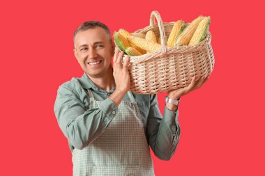 Olgun erkek çiftçi sepeti kırmızı arka planda olgun mısır koçanı dolu.