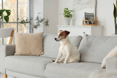 Şirin kriko Rusya korkunç evde kanepe