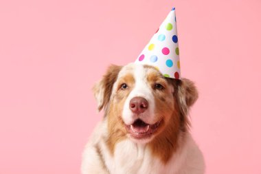 Parti şapkalı şirin Avustralyalı çoban köpeği pembe arka planda doğum gününü kutluyor.