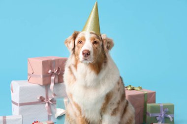 Cute Australian Shepherd dog in party hat with gift boxes celebrating Birthday on blue background