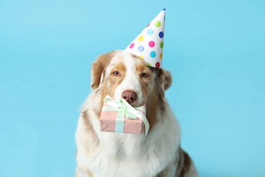 Parti şapkalı şirin Avustralyalı çoban köpeği mavi arka planda doğum gününü kutluyor.