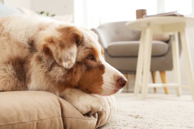 Şirin Avustralya çoban köpeği evcil hayvan yatağında yatıyor.