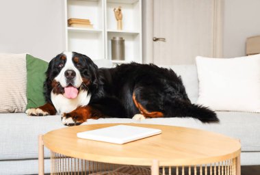Cute Bernese mountain dog lying on sofa at home