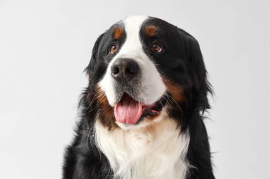 Hafif arka planda sevimli Bernese dağ köpeği, yakın plan.