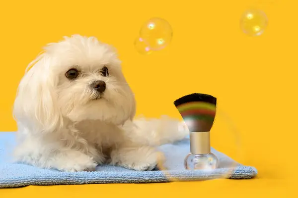 Stock image Cute Maltese dog with soap bubbles and groomer accessories on yellow background