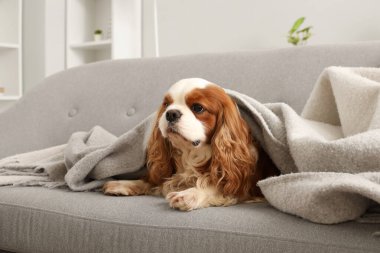Sevimli şövalye Kral Charles spaniel battaniyesiyle evdeki kanepede uzanıyor.