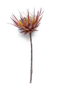 Beyaz arkaplanda kurumuş kırmızı protea