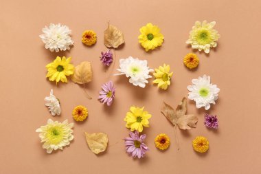 Farklı güzel kasımpatı çiçekleri ve kahverengi arka planda yapraklar