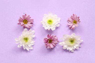 Leylak arka planında güzel kasımpatı çiçekleri