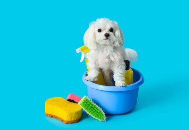 Mavi arka planda temizlik malzemeleri olan sevimli bir köpek.