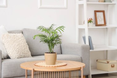 Stylish interior of living room with grey sofa and houseplant on table