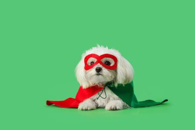 Yeşil arka planda yatan süper kahraman kostümlü şirin küçük köpek.