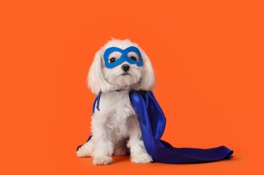 Cute little dog in superhero costume on orange background